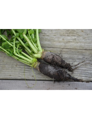 Graines de Navet Noir Long Bio - Sainte Marthe La Ferme Sainte Marthe Graines du potager