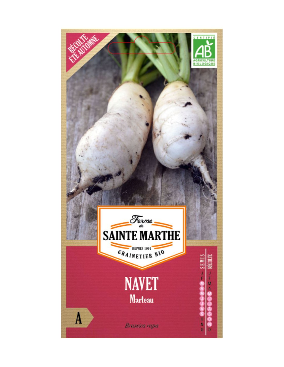 Graines de Navet Marteau Bio Sainte Marthe