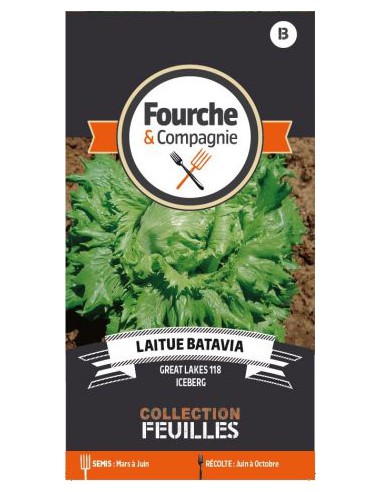 Graines de Laitue Batavia Great Lakes - Fourche & Compagnie Fourche & Compagnie Graines du potager