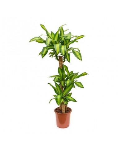 Dracaena Massangeana  Plante verte