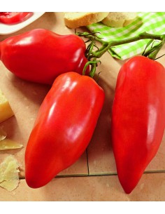 Tomate andine cornue en godet  Plants du potager