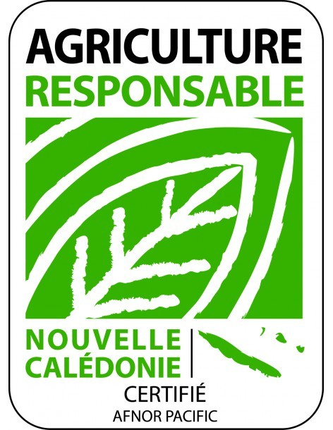 Laitue chicorée scarole en barquette de 6 Pépinière de la TAMOA Plants du potager 2