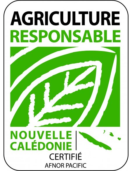 Laitue chicorée scarole en barquette de 6 Pépinière de la TAMOA Plants du potager
