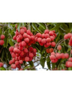 Letchi - 20L  Arbres, arbustes et fruitiers