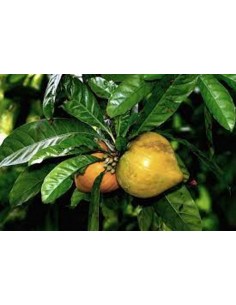 Canistel - 20 Litres  Arbres, arbustes et fruitiers