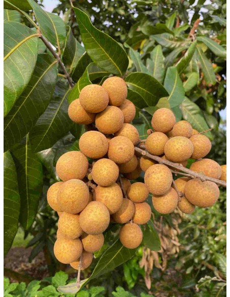 Longan - 20 Litres  Arbres & arbustes fruitiers