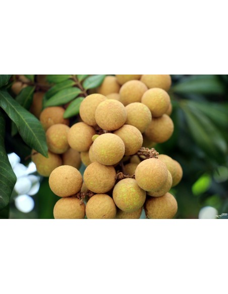 Longan - 20 Litres  Arbres & arbustes fruitiers