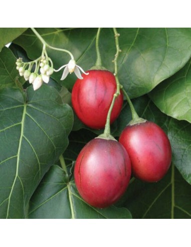 Tamarillo - 20 Litres  Arbres, arbustes et fruitiers