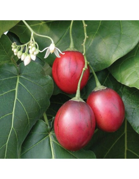 Tamarillo - 20 Litres  Arbres, arbustes et fruitiers