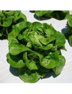 Laitue Sucrine SOCCA - Variété du mois  Plants du potager