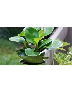 Peperomia varié - P10,5 cm  Plante verte 2