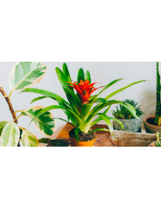 Bromeliaceae variés - P10,5 cm  Plante verte