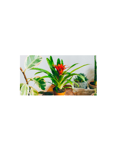 Bromeliaceae variés - P10,5 cm  Plante verte