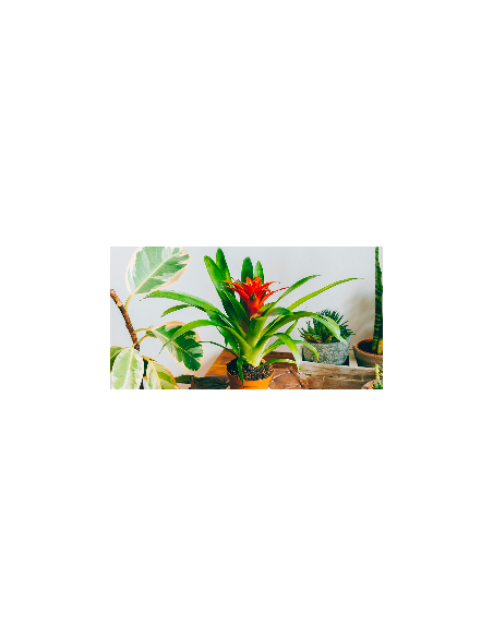 Bromeliaceae variés - P10,5 cm  Plante verte