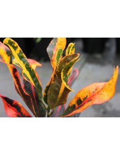 Croton variés - Codiaeum Variegatum - P12 cm  Plante de haie 2