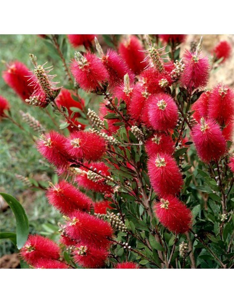 Rince bouteille Pépinière de la TAMOA Plante à massif