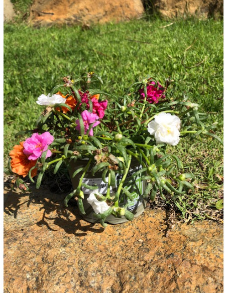 Pourpier varié - Pot de 10,5 cm  Plante à massif