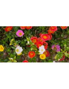 Pourpier varié - Pot de 10,5 cm  Plante à massif 2