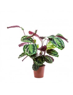 Calathéa SP- 2L  Plante verte 2