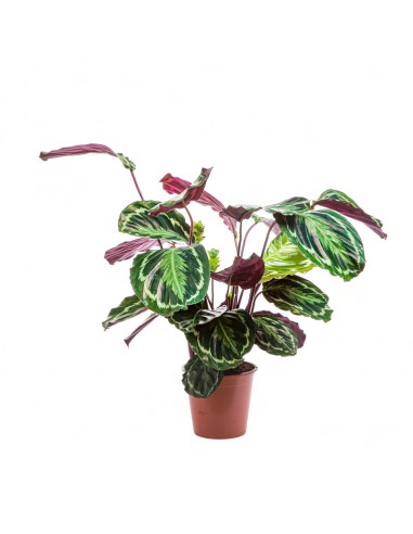 Calathéa SP- 2L  Plante verte