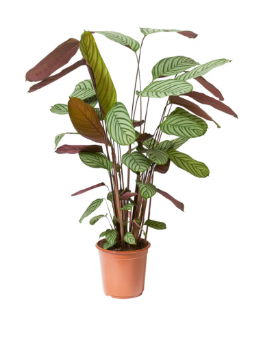 Calathéa SP- 2L  Plante verte