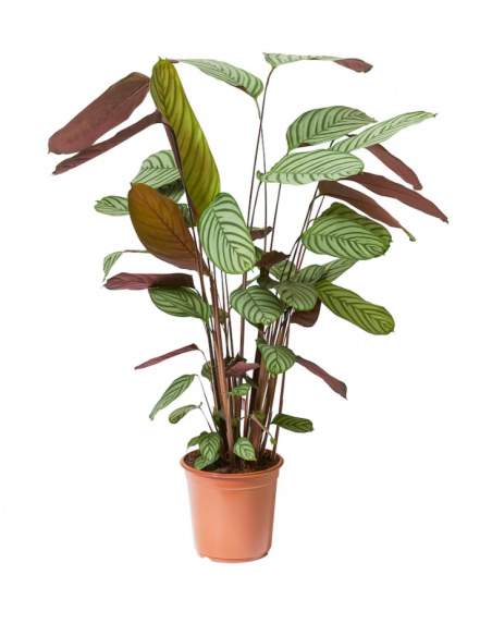 Calathéa SP- 2L  Plante verte