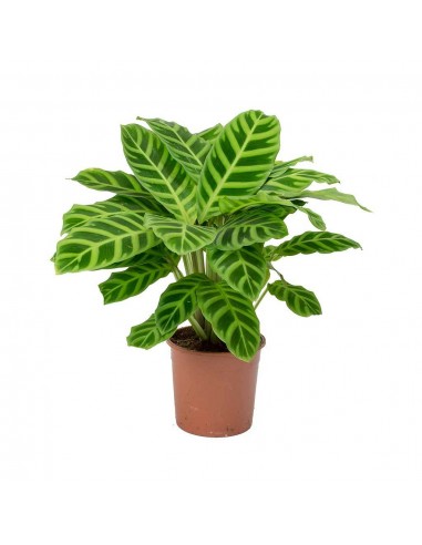 Calathéa SP- 2L  Plante verte