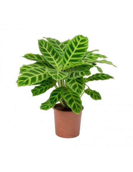 Calathéa SP- 2L  Plante verte
