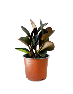 Peperomie - Peperomia - pot de 2L  Plante verte 2