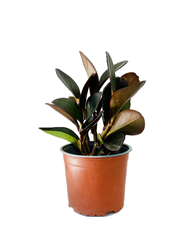 Peperomie - Peperomia - pot de 2L  Plante verte