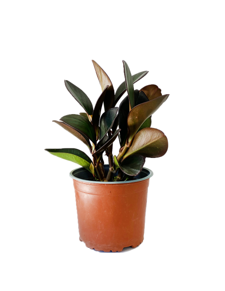 Peperomie - Peperomia - pot de 2L  Plante verte
