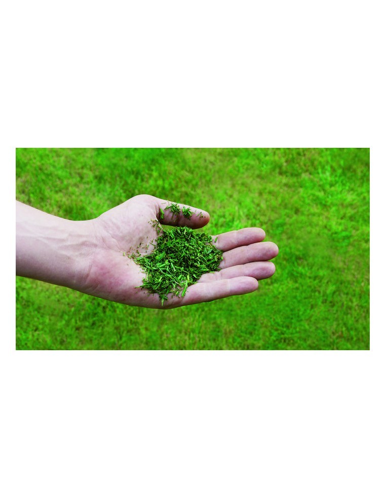 Tondeuse Thermique Tractée GC-PM 56/2 S HW - Einhell Einhell Tondeuse à gazon