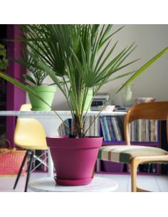 Soucoupe ronde Roméo pour pot 25 - Griotte Poétic Jardin Soucoupe pour pot et bac en plastique