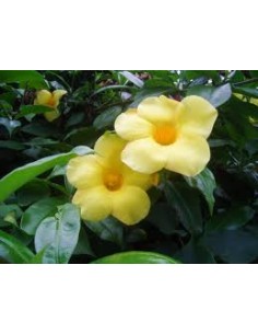 Allamanda Nain - Allamanda cathartica 'Dwarf metallica' Pépinière de la TAMOA Plante à massif