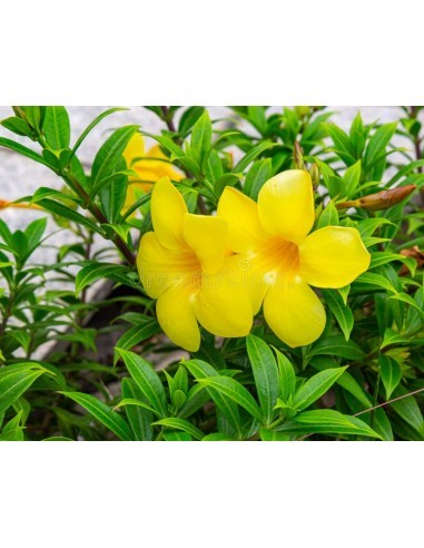 Allamanda cathartica Jaune Pépinière de la TAMOA Plante à massif