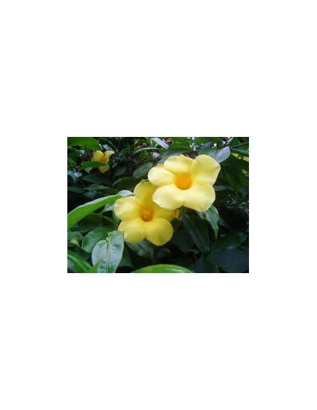 Allamanda Nain - Allamanda cathartica 'Dwarf ' Pépinière de la TAMOA Plante à massif