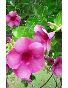 Allamanda cherry ripe Pépinière de la TAMOA Plante à massif