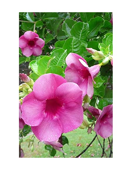 Allamanda cherry ripe Pépinière de la TAMOA Plante à massif