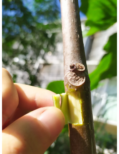 Kit de Marcottage Marcott+ - Arbotech Arbotech Matériel de Semis 2