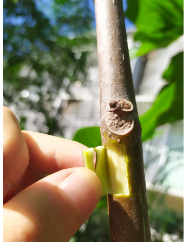 Kit de Marcottage Marcott+ - Arbotech Arbotech Matériel de Semis