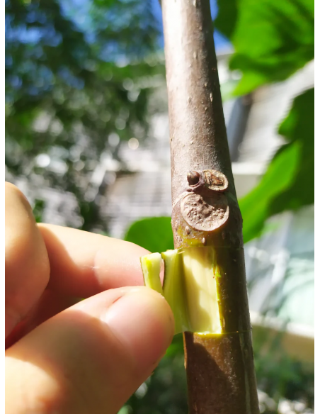 Kit de Marcottage Marcott+ - Arbotech Arbotech Matériel de Semis