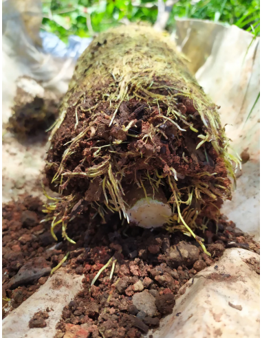 Kit de Marcottage Marcott+ - Arbotech Arbotech Matériel de Semis