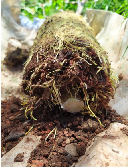 Kit de Marcottage Marcott+ - Arbotech Arbotech Matériel de Semis