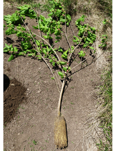 Kit de Marcottage Marcott+ - Arbotech Arbotech Matériel de Semis