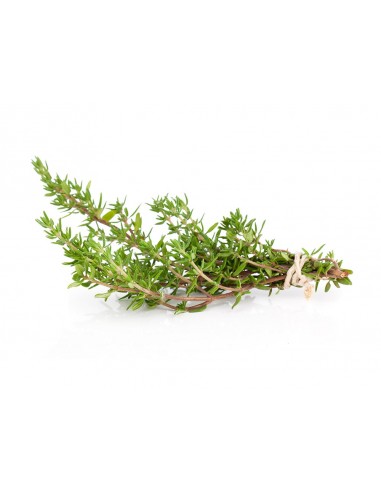 Thym de Provence en pot P12 cm Pépinière de la TAMOA Plantes aromatiques