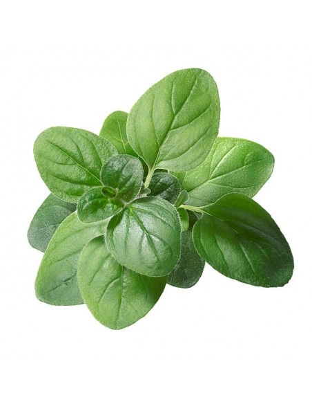 Origan en pot P12 cm Pépinière de la TAMOA Plantes aromatiques