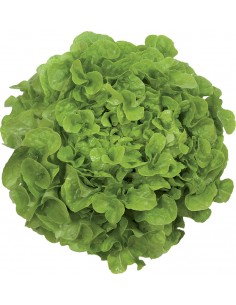 Laitue Kirinia en barquette de 6 Pépinière de la TAMOA Plants du potager