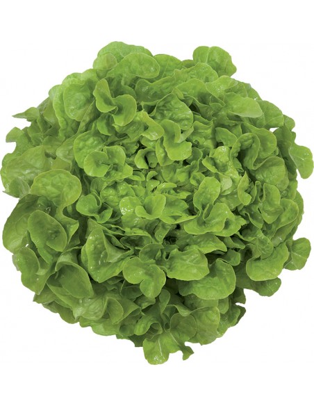 Laitue Kirinia en barquette de 6 Pépinière de la TAMOA Plants du potager