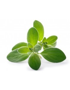 Marjolaine en pot P12 cm Pépinière de la TAMOA Plantes aromatiques