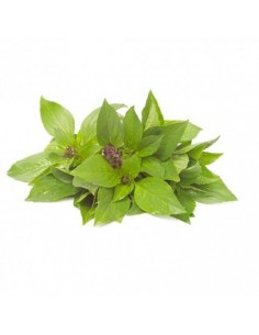 Basilic Thaï en pot de 2L Pépinière de la TAMOA Plantes aromatiques